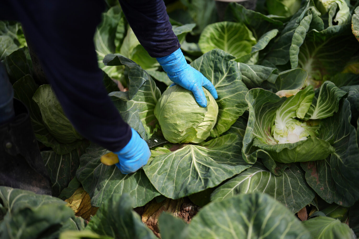 FILE - A worker harvests cabbage March 5, 2025, in Holtville, Calif. (AP Photo/Gregory Bull, File)C...