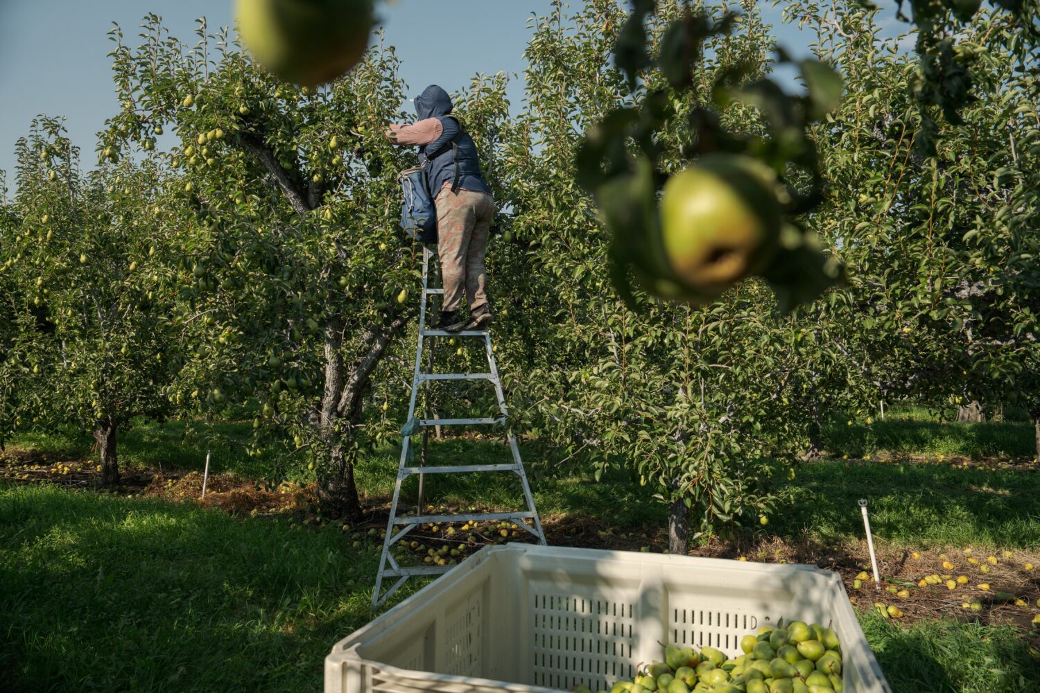 A worker harvests pears at an orchard in Naches, Wash., Thursday, Aug. 28, 2025. (AP Photo/Annika H...