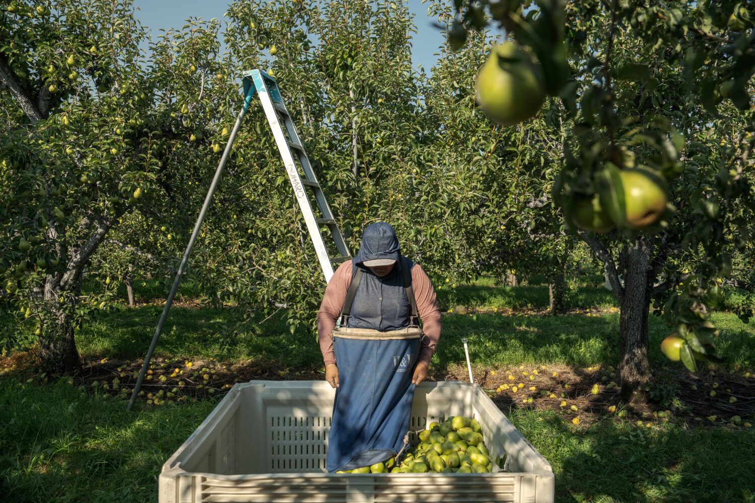 A farmworker harvests pears at an orchard in Naches, Wash., Thursday, Aug. 28, 2025. (AP Photo/Anni...