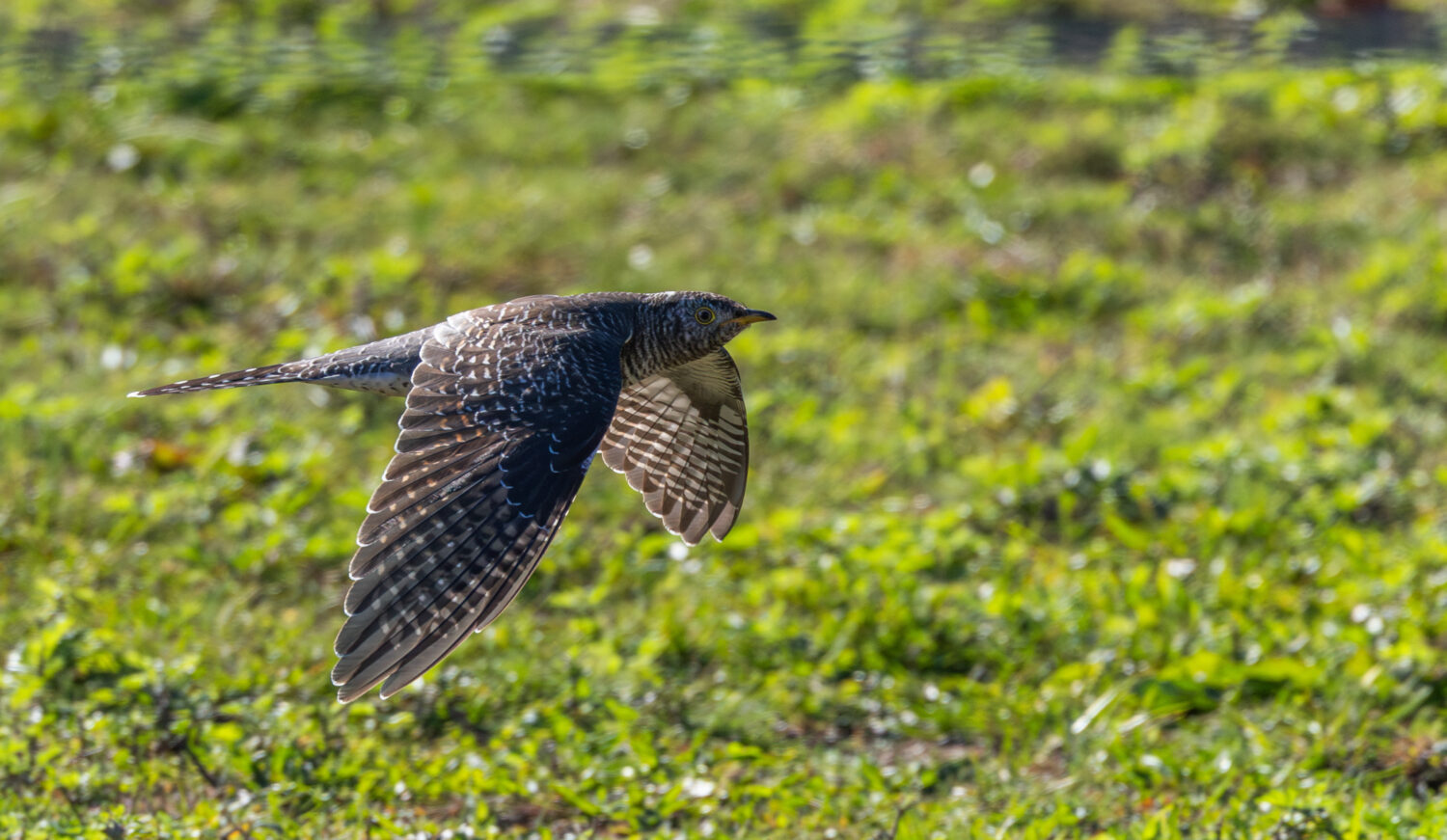 This photo provided by Cornell Lab of Ornithology shows a Common Cuckoo on Oct. 24, 2025 in Woods a...