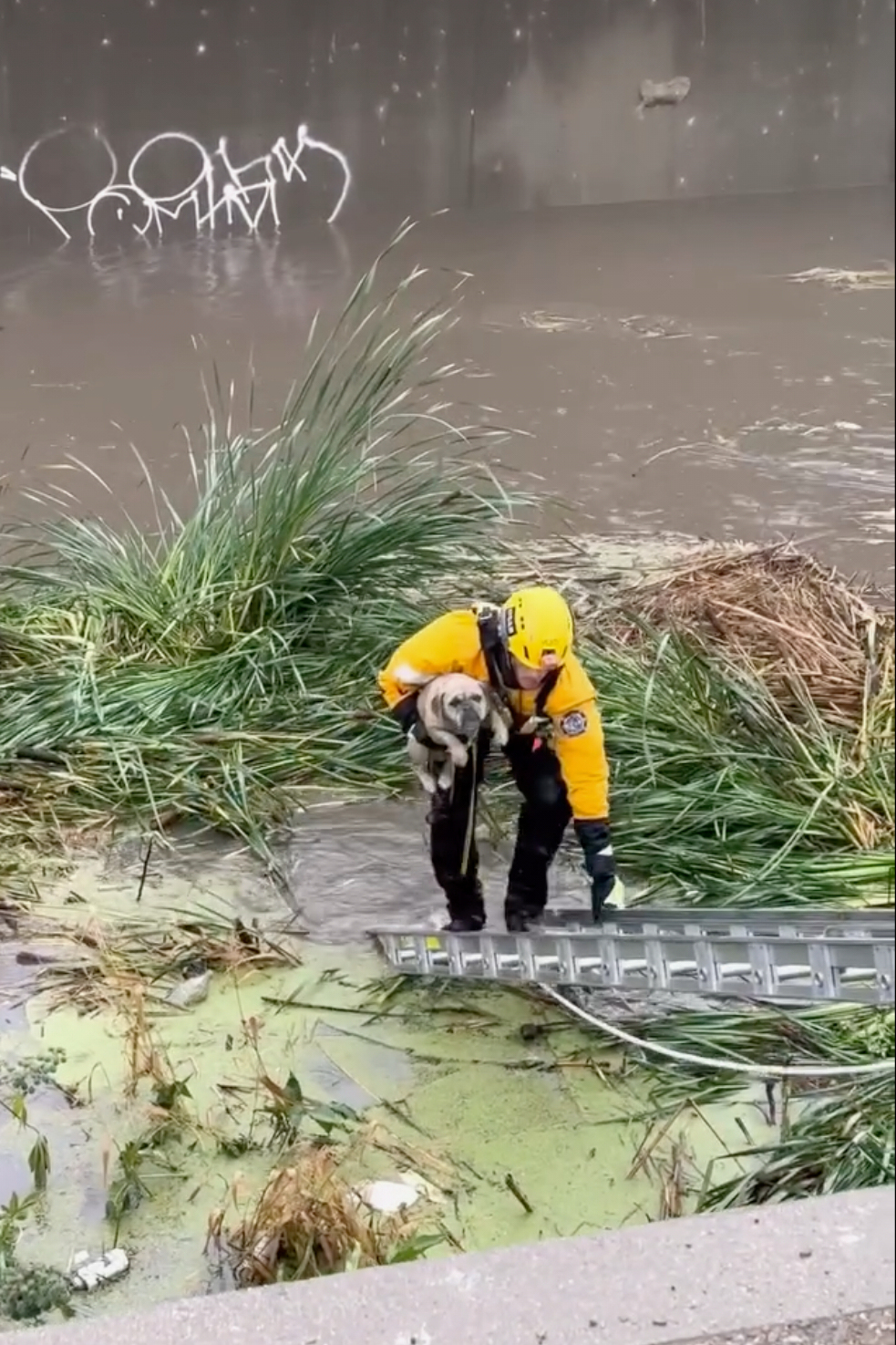This photo provided by Ventura County Fire Department, VCFD and Oxnard Fire Department rescue a dog...