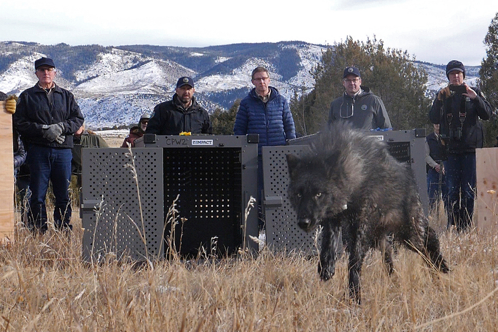 FILE - In this photo provided by Colorado Parks and Wildlife, wildlife officials release five gray ...