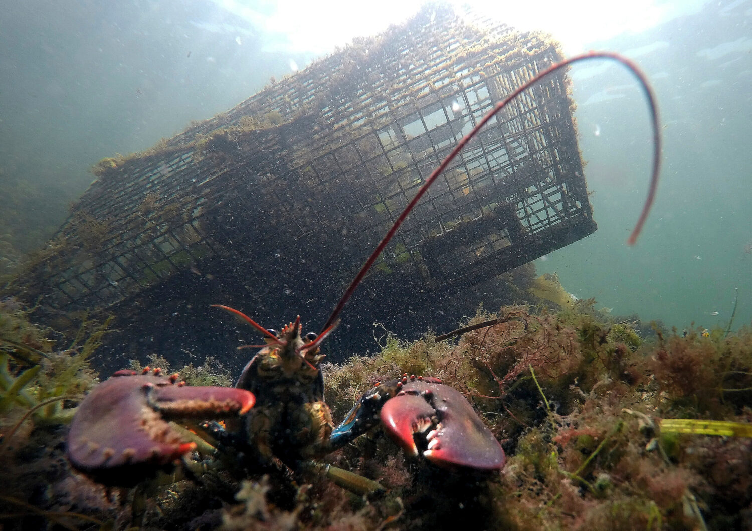 FILE - A lobster guards its territory in front of a trap on Sept. 3, 2018, near Biddeford, Maine. (...