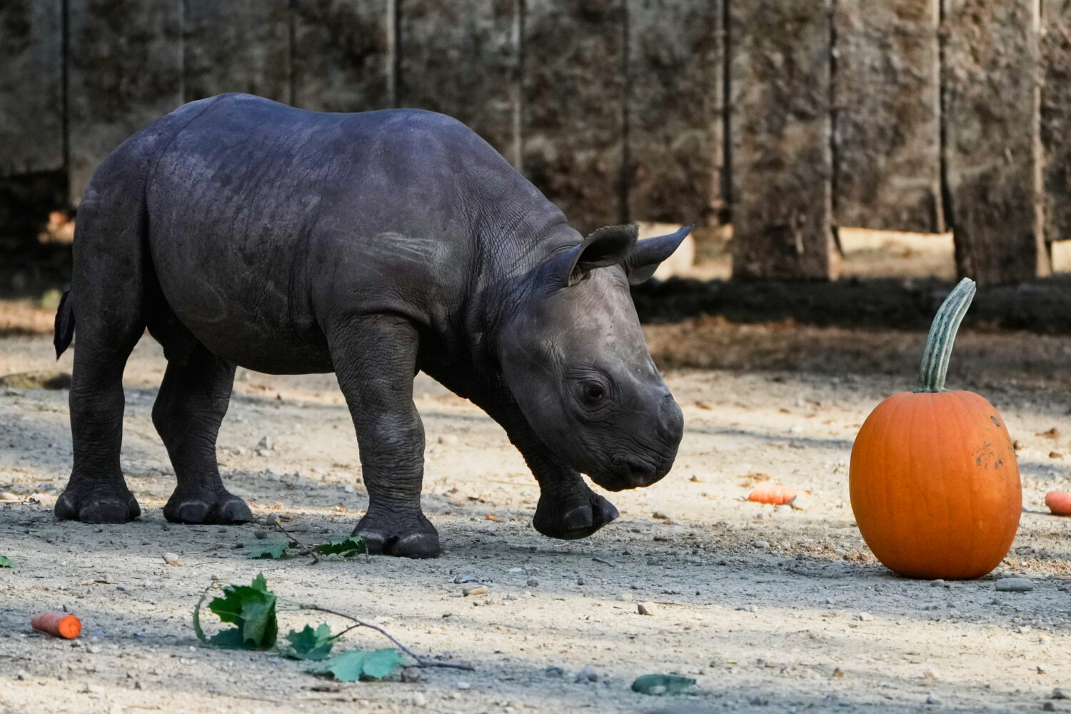 A male Eastern Black Rhino calf born Sept. 13, 2025, approaches a pumpkin Friday, Oct. 10, 2025 as ...