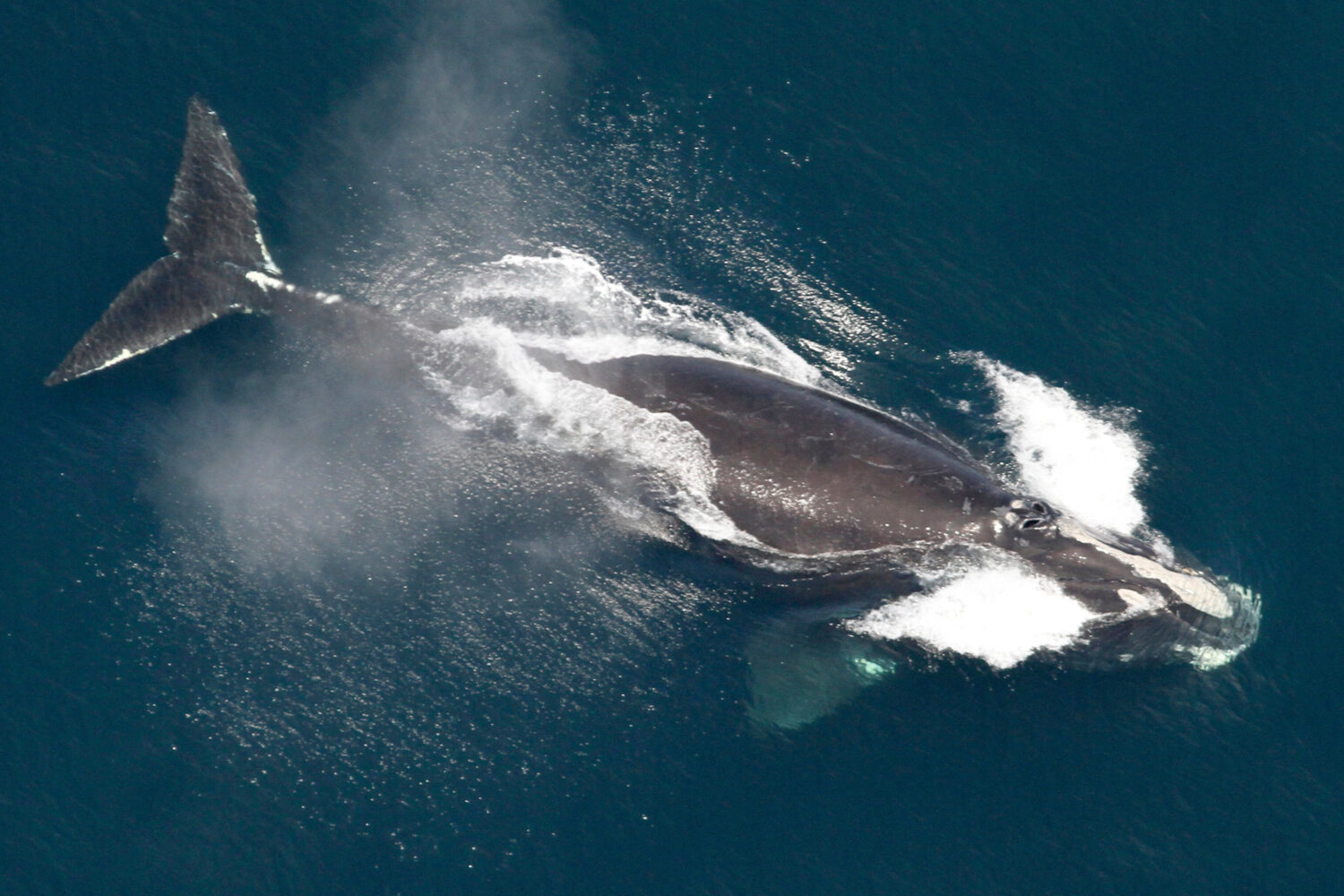 FILE - This image provided by NOAA shows a North Atlantic right whale in the waters off New England...