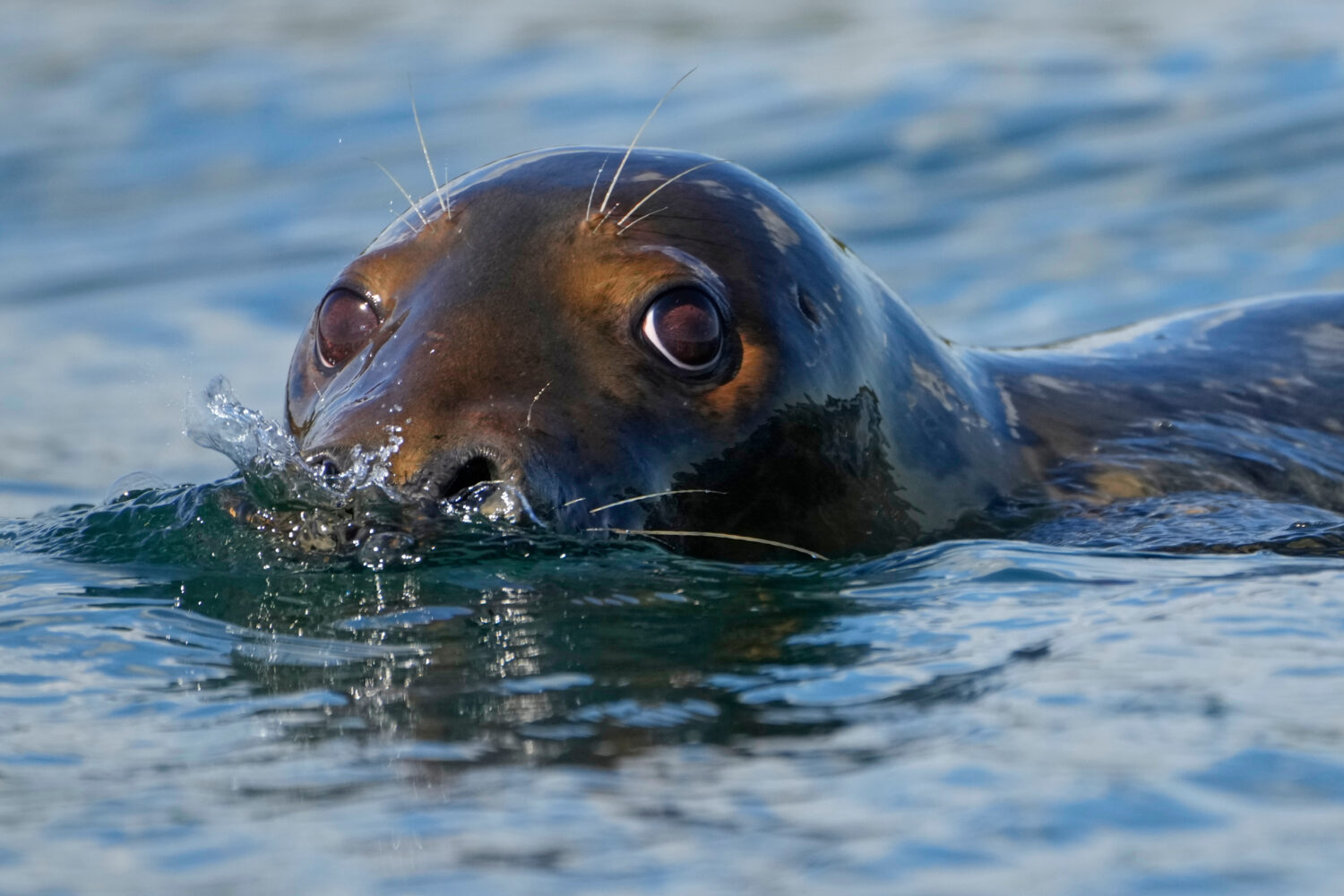 A gray seal swims, Tuesday, Sept. 30, 2025, off the coast of Brunswick, Maine. (AP Photo/Robert F. ...