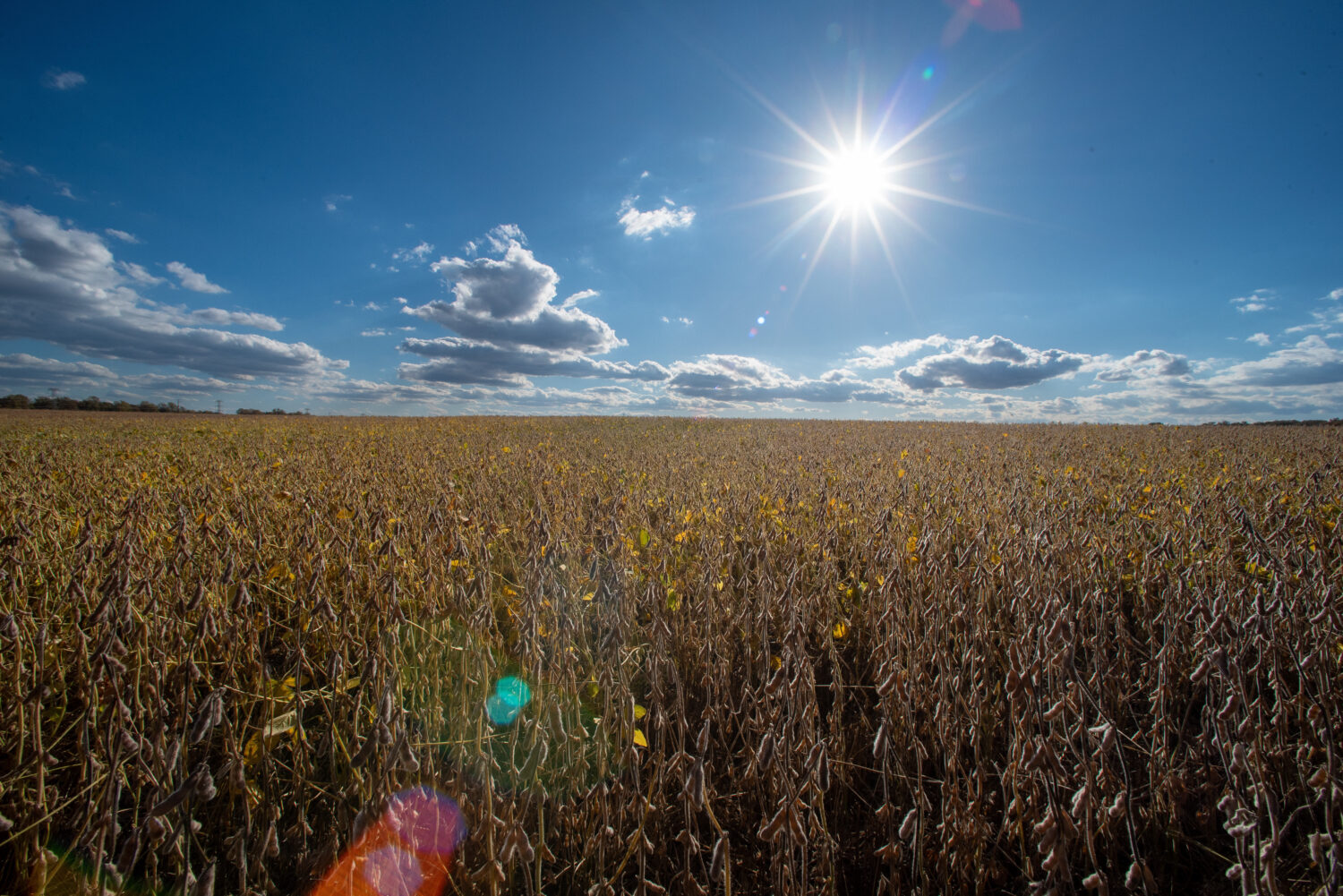 Soybeans grow in a farm field, Thursday, Oct. 23, 2025, in Willow Grove, Del. (AP Photo/Cliff Owen)...