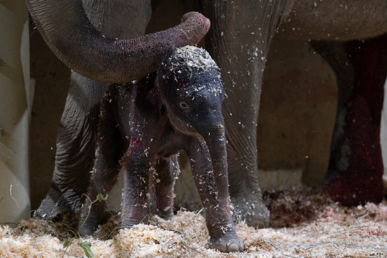 Phoebe, an Asian elephant, stands with her calf after giving birth to him on Tuesday, Oct. 21, 2025...