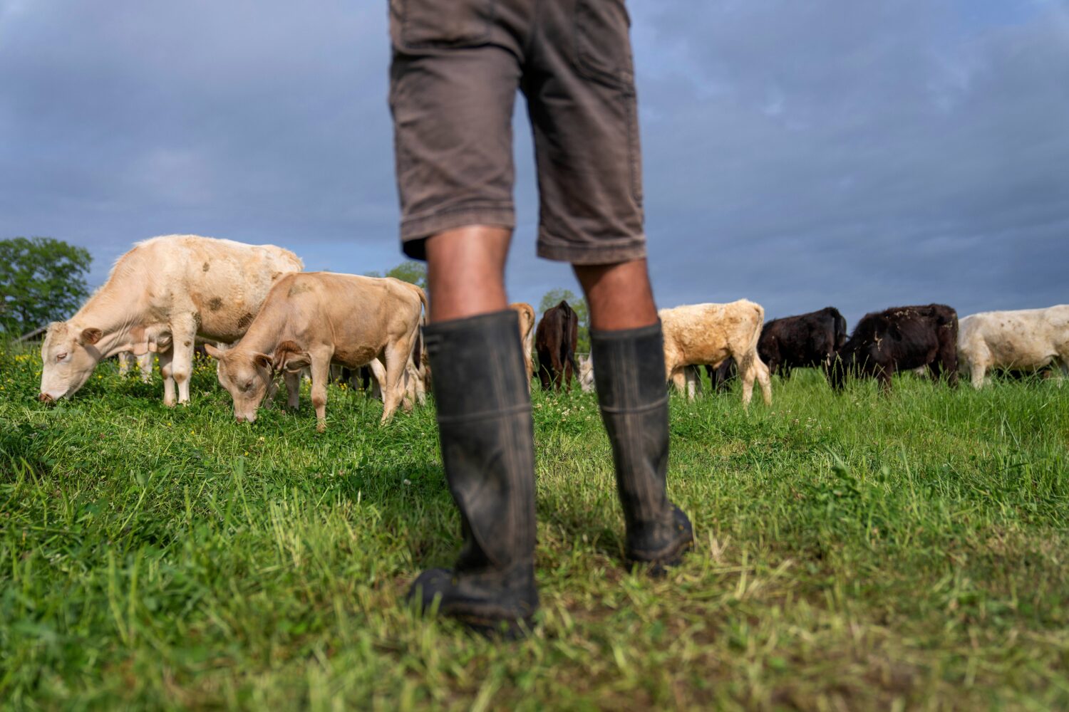 FILE - Cattle graze on a ranch in Lufkin, Texas, April 18, 2023. (AP Photo/David Goldman, File)Cred...