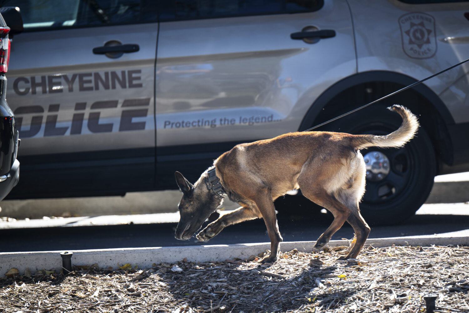 A law enforcement K9 sweeps the grounds of the Wyoming Capitol after a suspected improvised explosi...