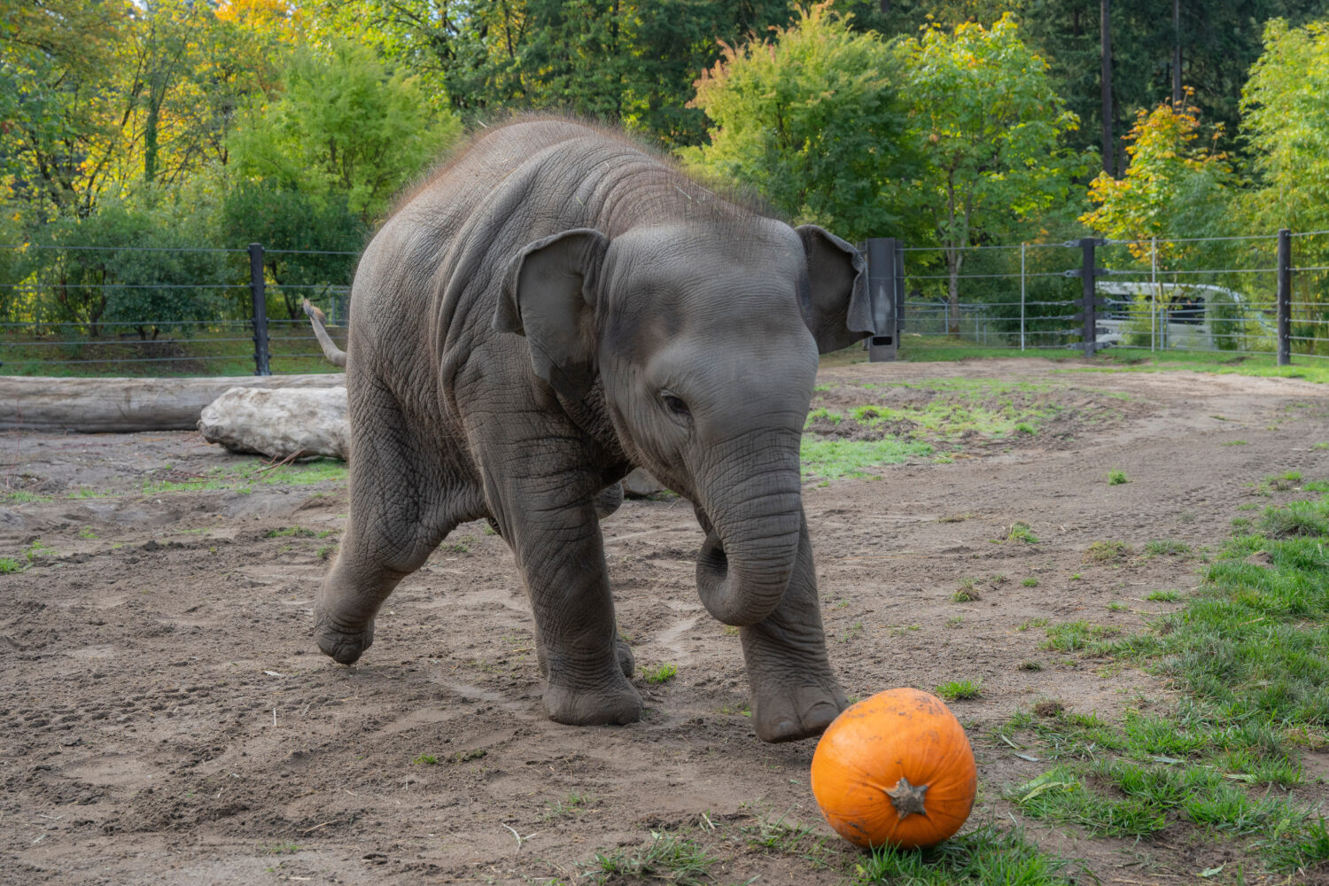 This photo provided by the Oregon Zoo shows Asian elephant calf Tula-Tu plays with a pumpkin at the...
