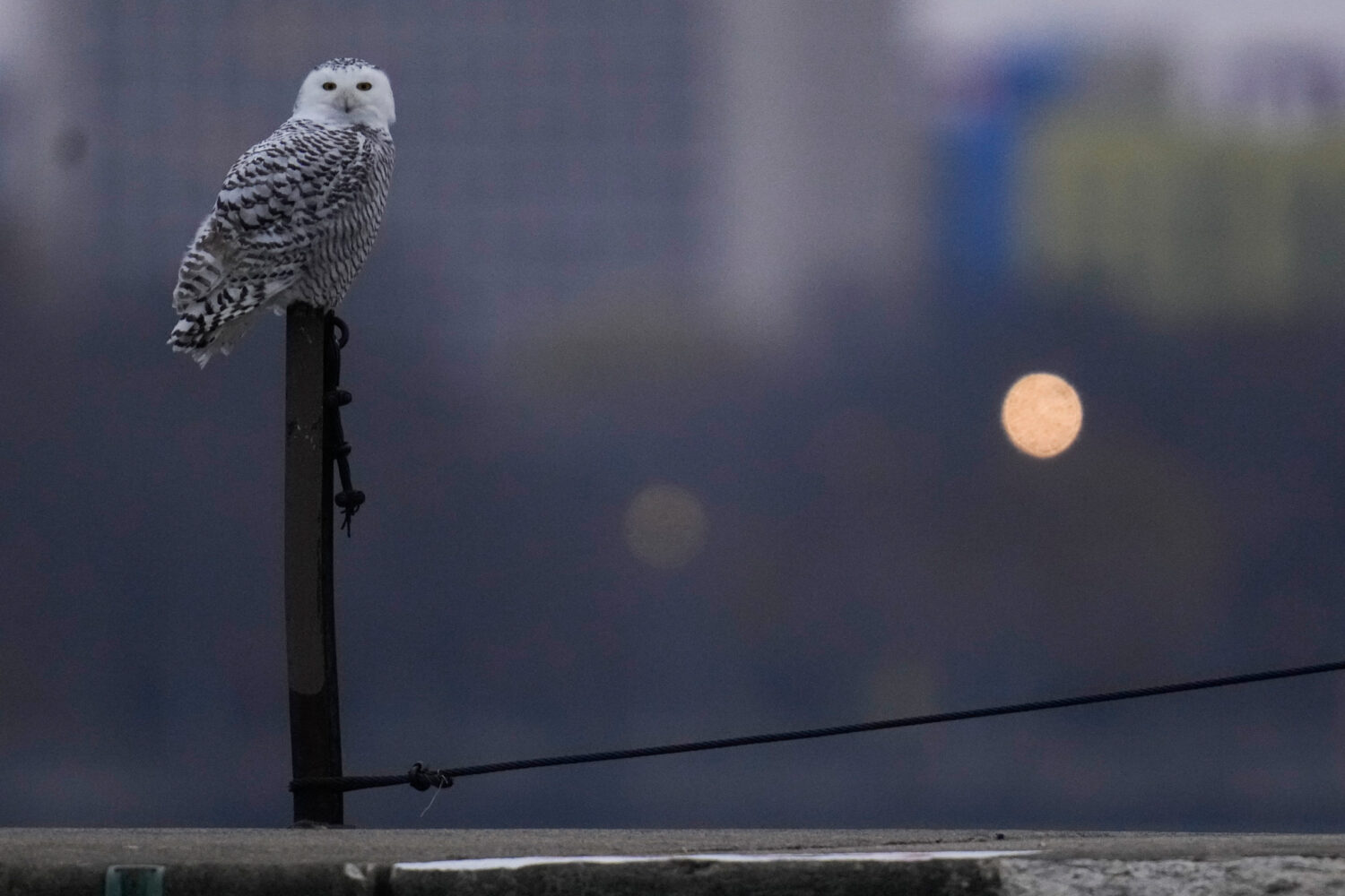 A snowy owl rests on a pier near Montrose Point Bird Sanctuary, Friday, Nov. 21, 2025, in Chicago. ...
