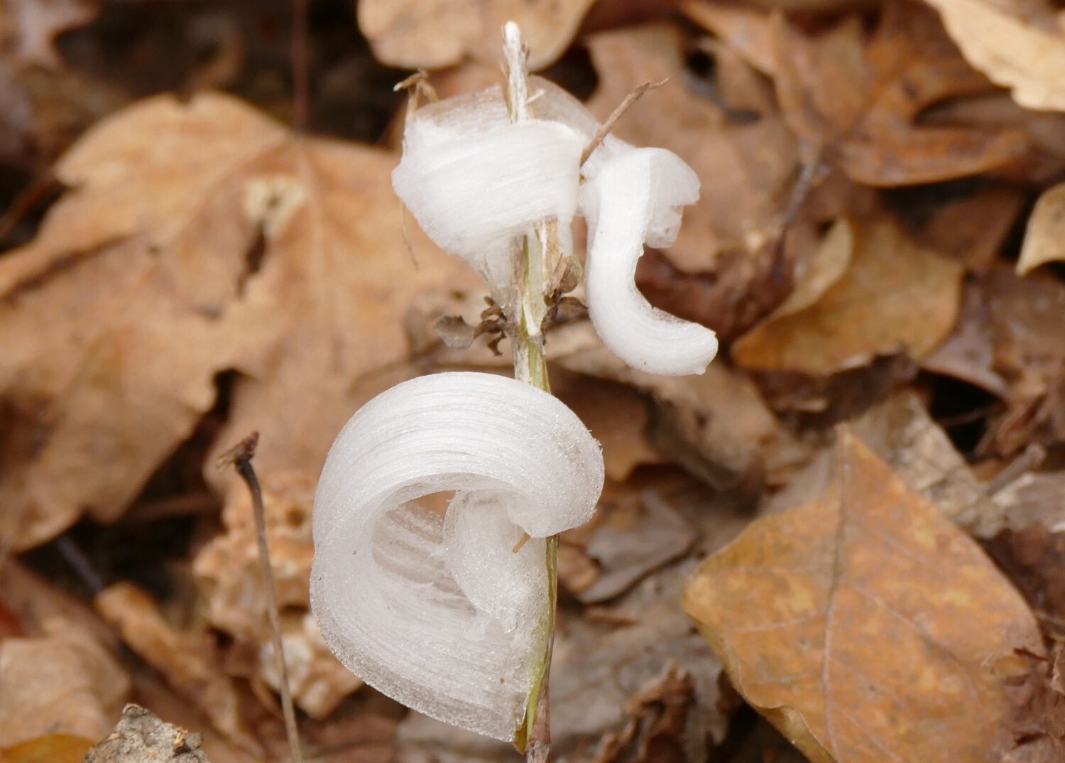 This photo provided by Alan Templeton shows a frost flower at the Weldon Spring Conservation area T...