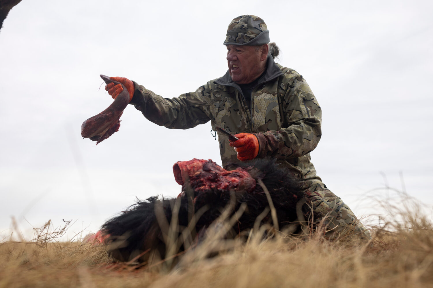 Buffalo manager Robert Magnan cuts out a bison's tongue while field dressing it at the Fort Peck As...