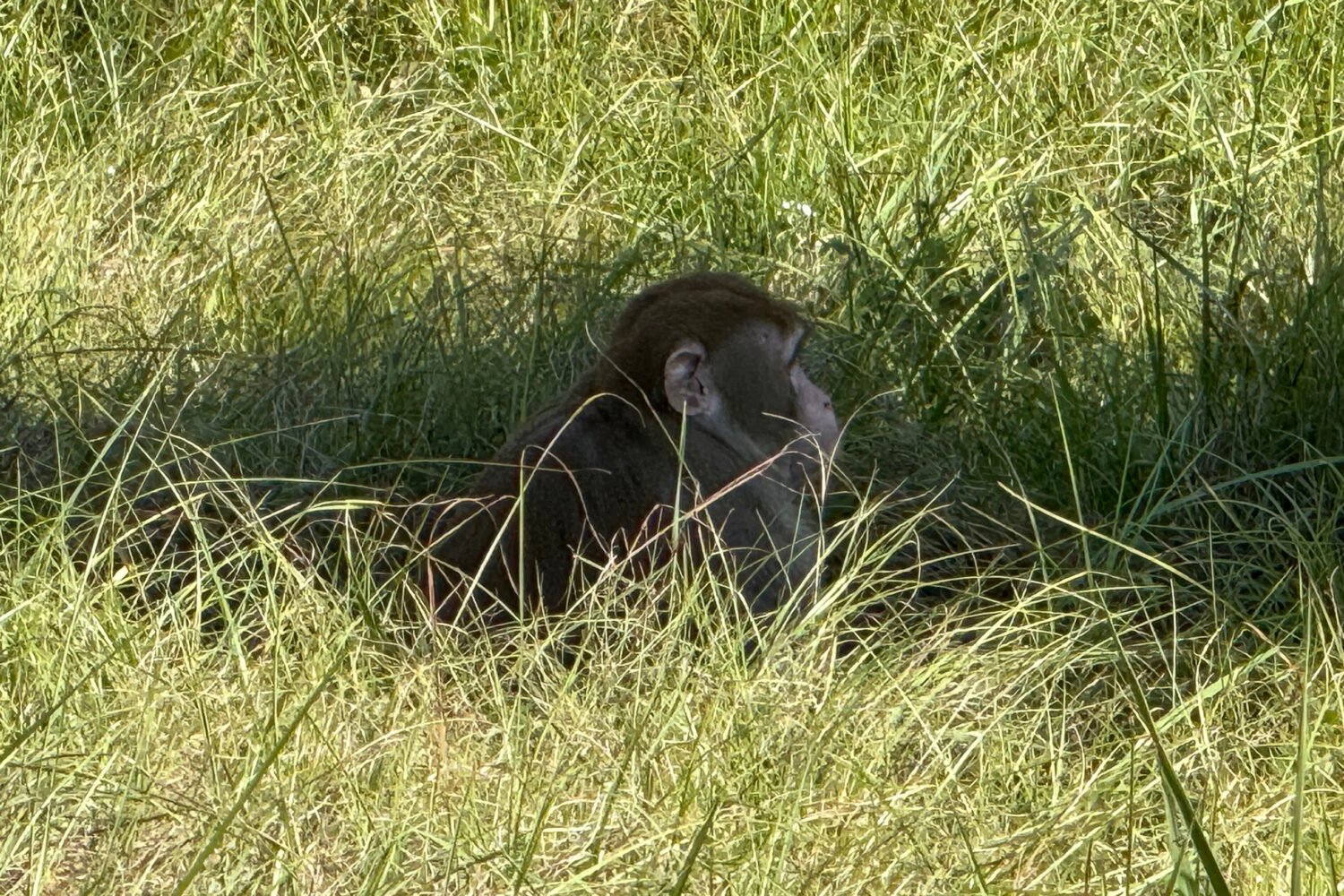 This photo provided by Scotty Ray Boyd shows an escaped monkey sitting in the grass Tuesday, Oct. 2...