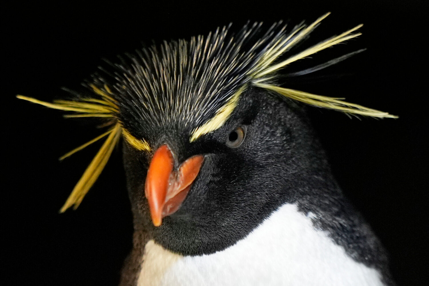 A southern rockhopper penguin at the New England Aquarium in Boston, on Wednesday, Oct. 29, 2025. (...