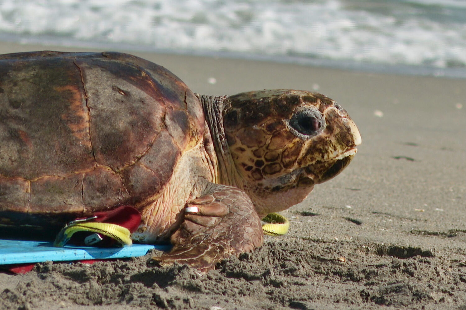 A loggerhead sea turtle named Swim Shady is seen crawling towards the ocean during a release on Mon...