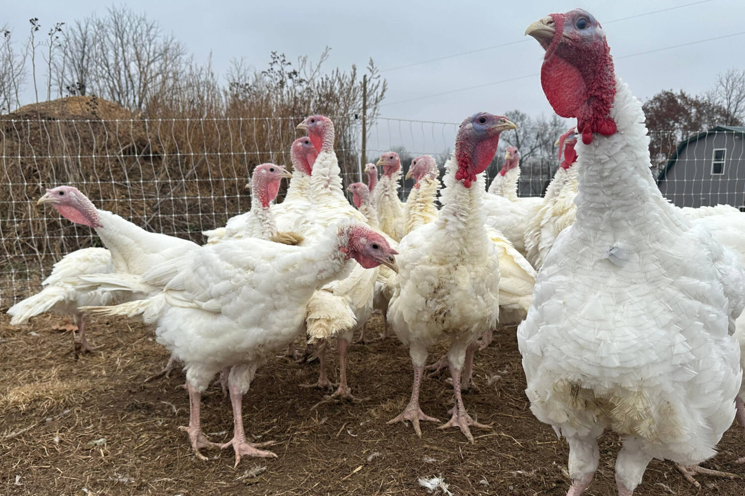 Turkeys are seen on a farm Thursday, Nov. 20, 2025, in Sylvan Township, Mich. (AP Photo/Mike Househ...