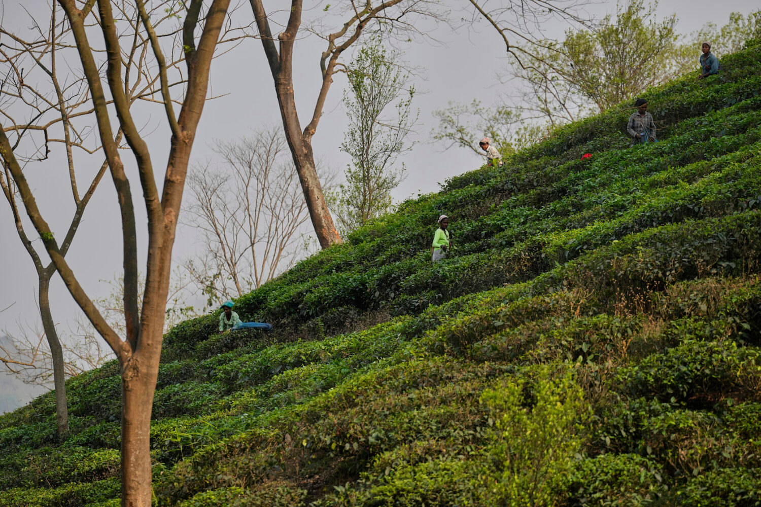 FILE - Women labourers pluck tea leaves in a tea garden on the outskirts of Guwahati, India, Wednes...
