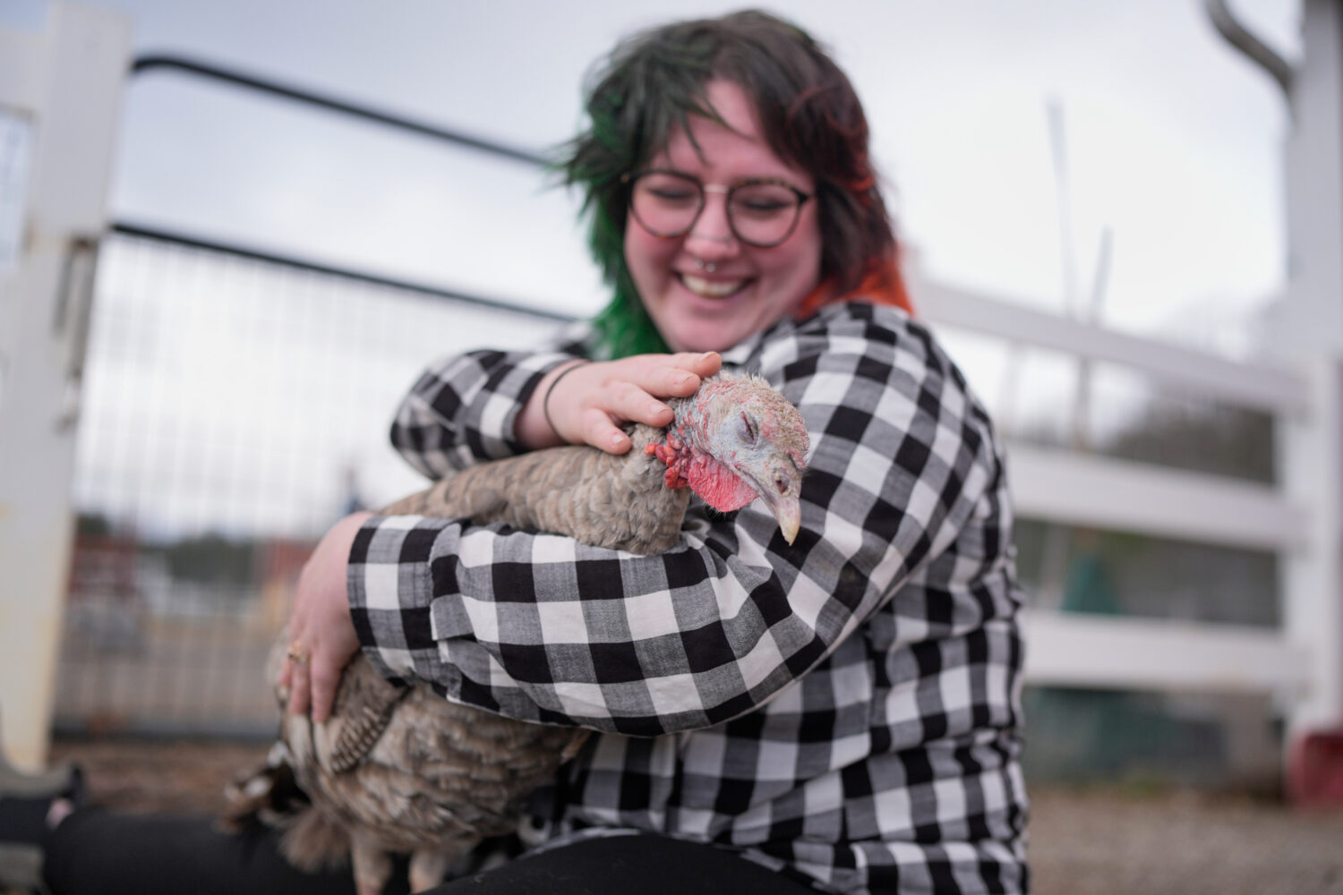 Jordan Gullotta pets a turkey during a cuddle therapy session at The Gentle Barn, Tuesday, Nov. 25,...