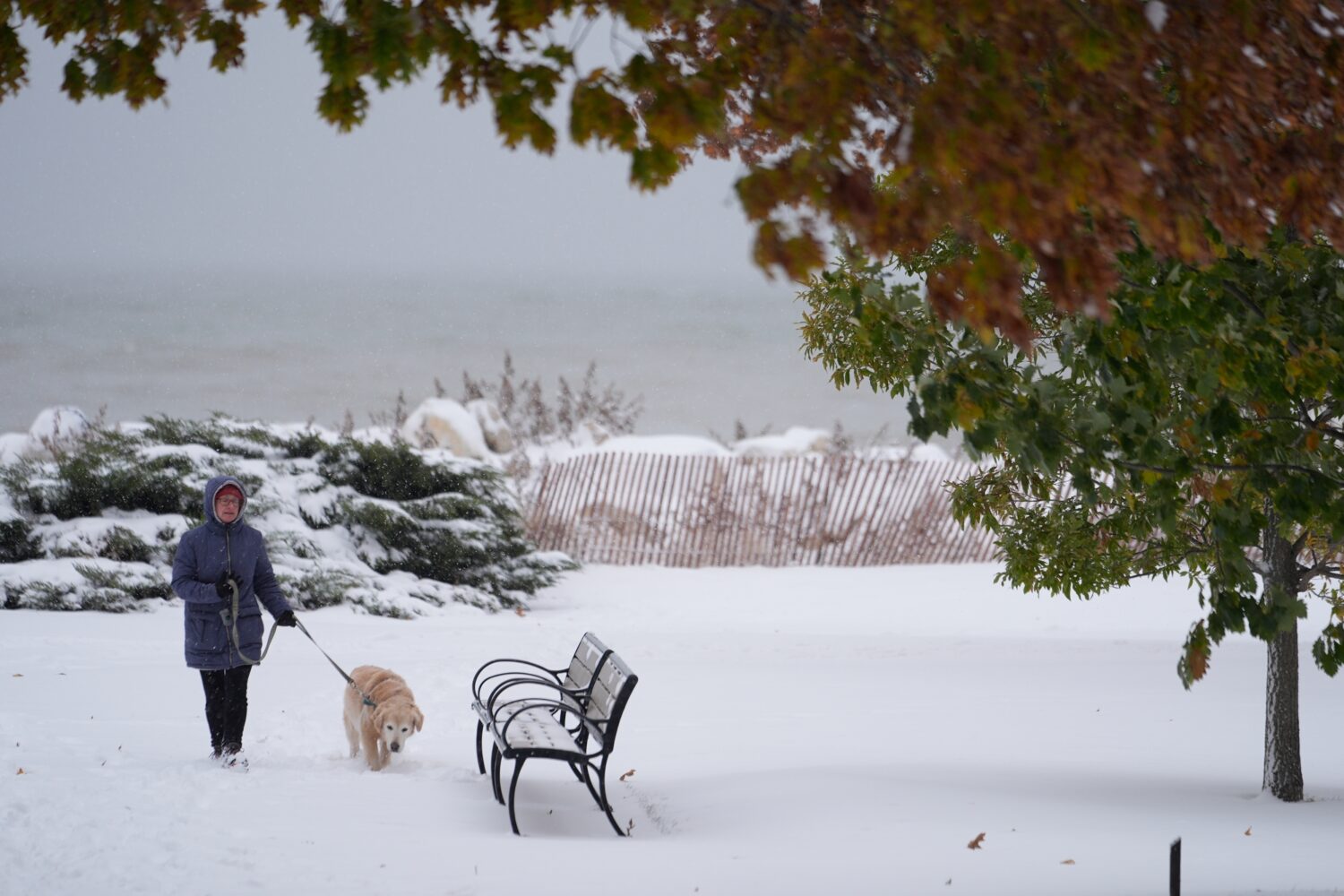 A person walks her dog along Lake Michigan as snow covers the ground with fall colors on the trees ...