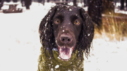 Don't forget pets when preparing for winter's cold. Here's what experts recommend