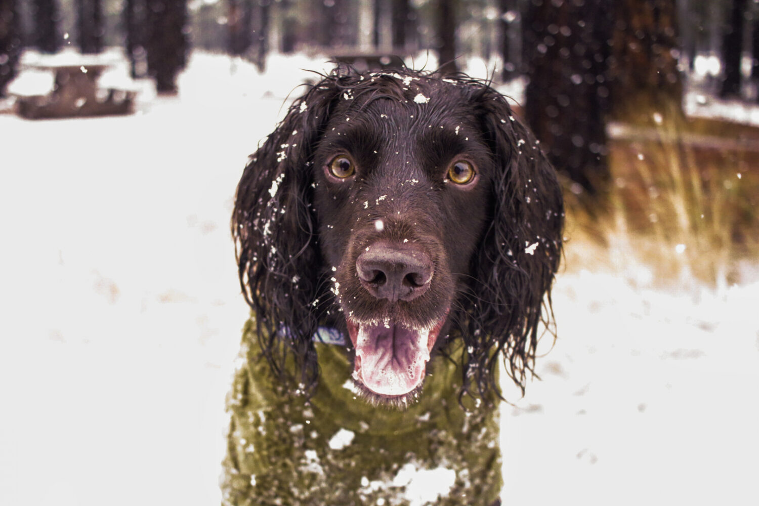 An English Cocker Spaniel named Ryder stares as snow falls around him during the first snow of the ...