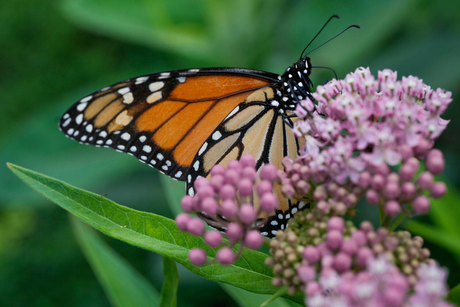 FILE - A monarch butterfly feeds on milkweed Tuesday, July 15, 2025, in Chicago. (AP Photo/Erin Hoo...