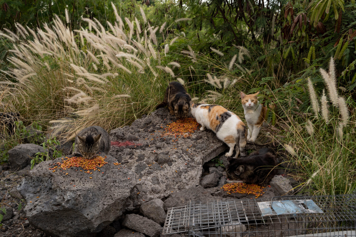 A colony of stray cats gather to eat near the Kealakehe Transfer Station and Recycling Center, Tues...