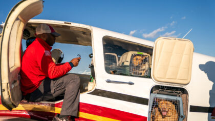 Shelter pets rescued by the revitalized Seuk’s Army in photos