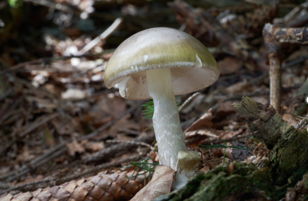 This undated photo provided by California Department of Health shows a Death Cap Mushroom. (Califor...