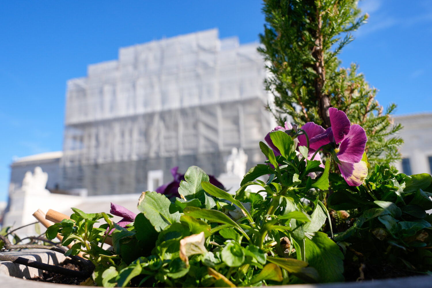 With flowers in the foreground, construction on the front of the U.S. Supreme Court continues Monda...