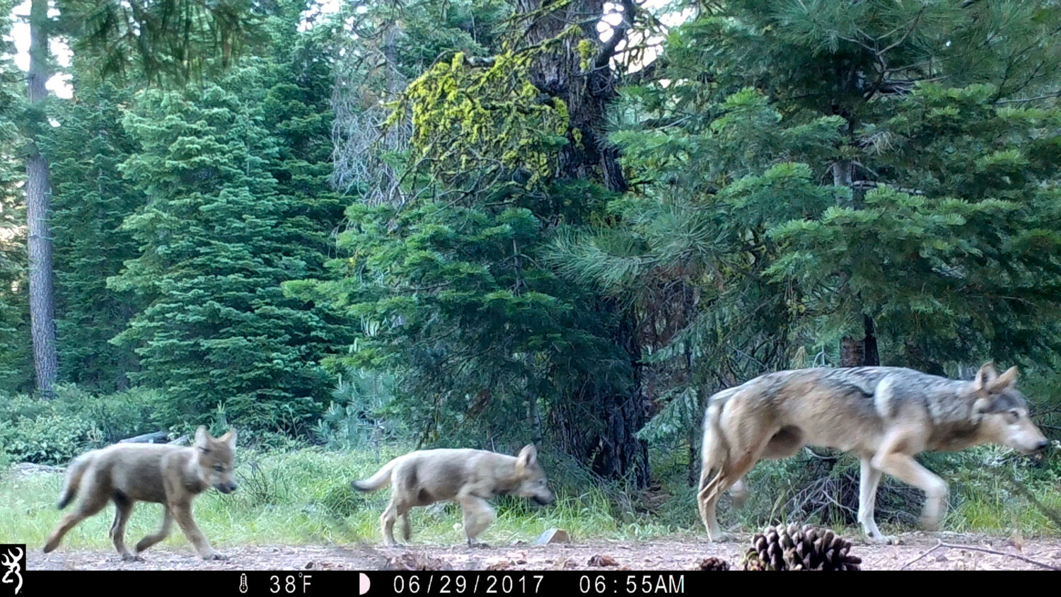 FILE - This remote camera image provided by the U.S. Forest Service shows a female gray wolf and tw...