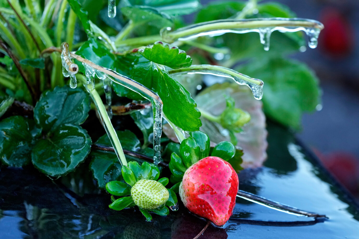 A protective coating of ice clings to a strawberry plant in sub-freezing temperatures at a field Fr...