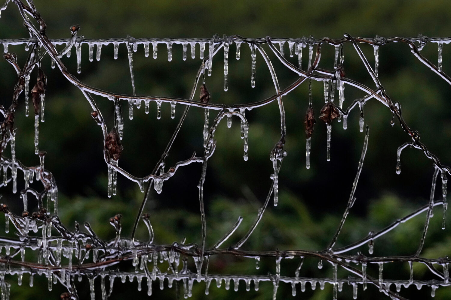 Icicles cling to some vines along a barbed wire fence at an ornamental plant business in sub-freezi...