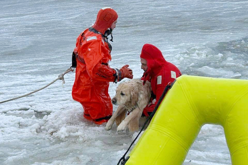 In this photo provided by the Misquamicut Fire Department, Phoenix, a yellow Labrador, is rescued b...