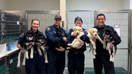 6 puppies treated for a suspected opioid overdose in Washington will find new homes soon