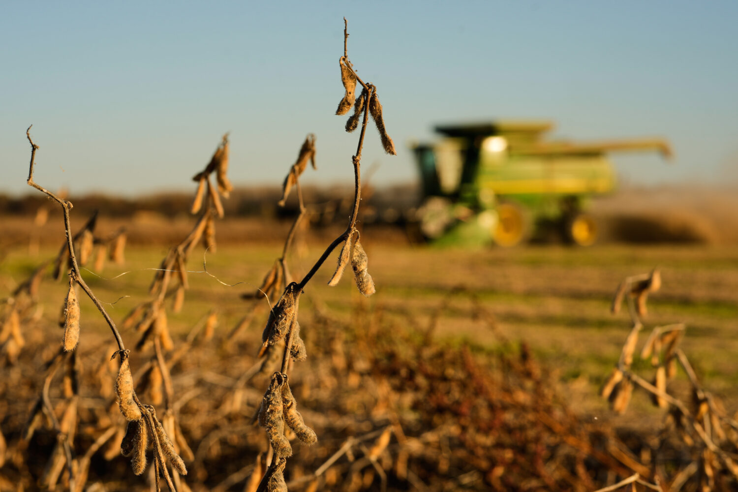 FILE - Austin Rohlfing harvests soybeans on his family's field, Nov. 5, 2025, near Boonville, Mo. (...