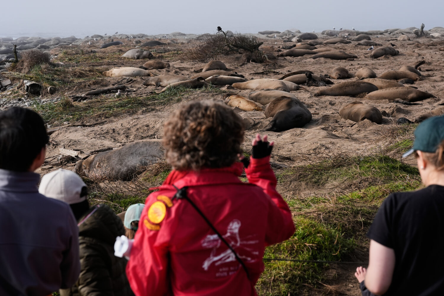 People watch as elephant seals rest on a beach at Año Nuevo State Park, Friday, Jan. 16, 2026, in ...