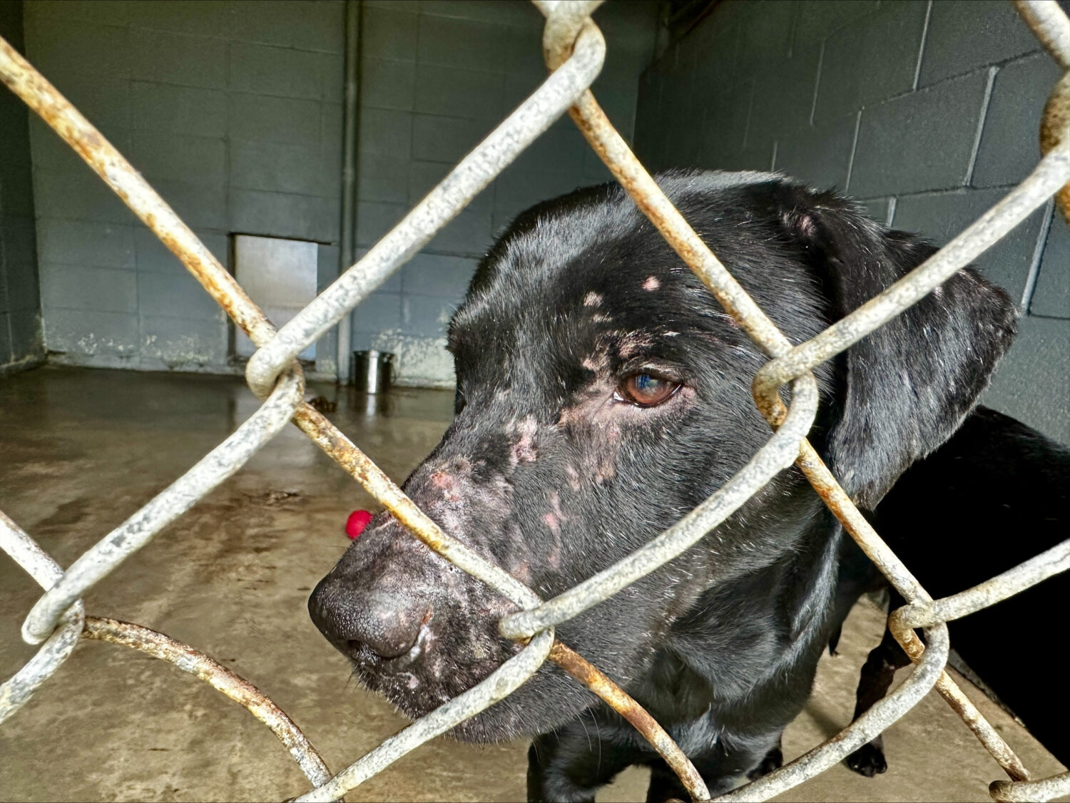 A neglected dog sits with scars on her face at Northshore Humane Society after being rescued near T...