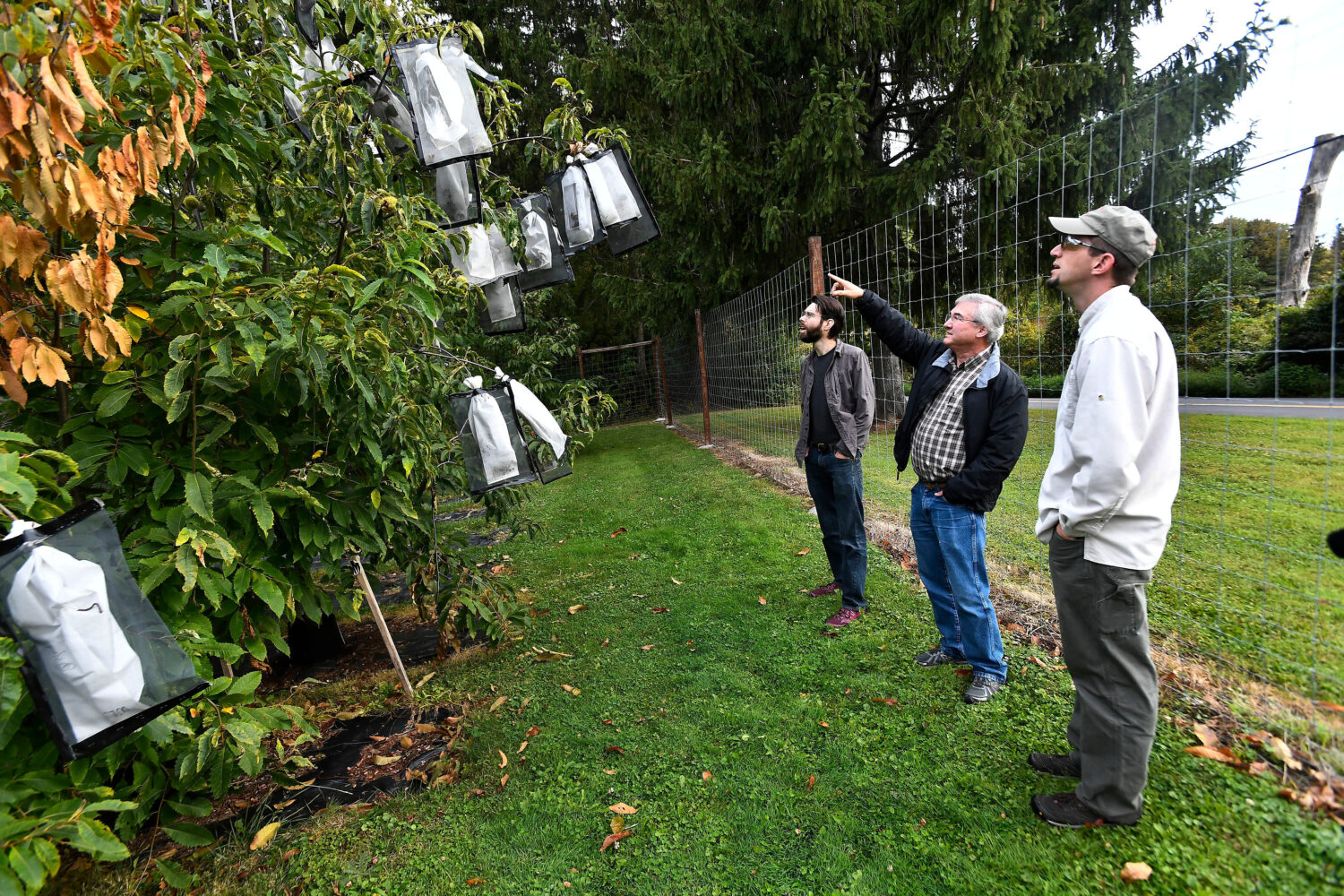 FILE - Vernon Coffey, left, William Powell and Andy Newhouse prepare to harvest genetically modifie...