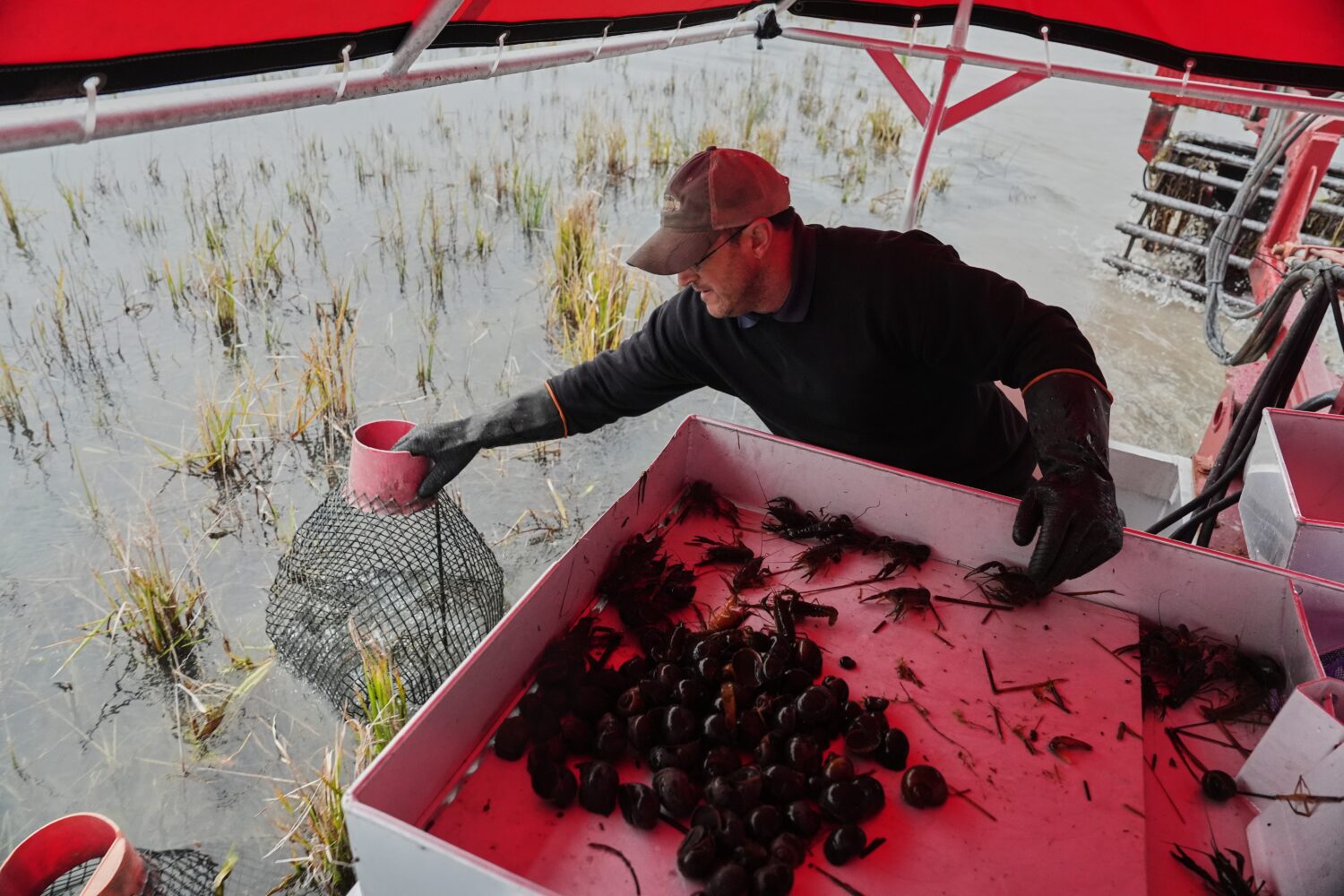 Josh Courville replaces a crawfish trap while harvesting Wednesday, Jan. 21, 2026, in Kaplan, La. (...