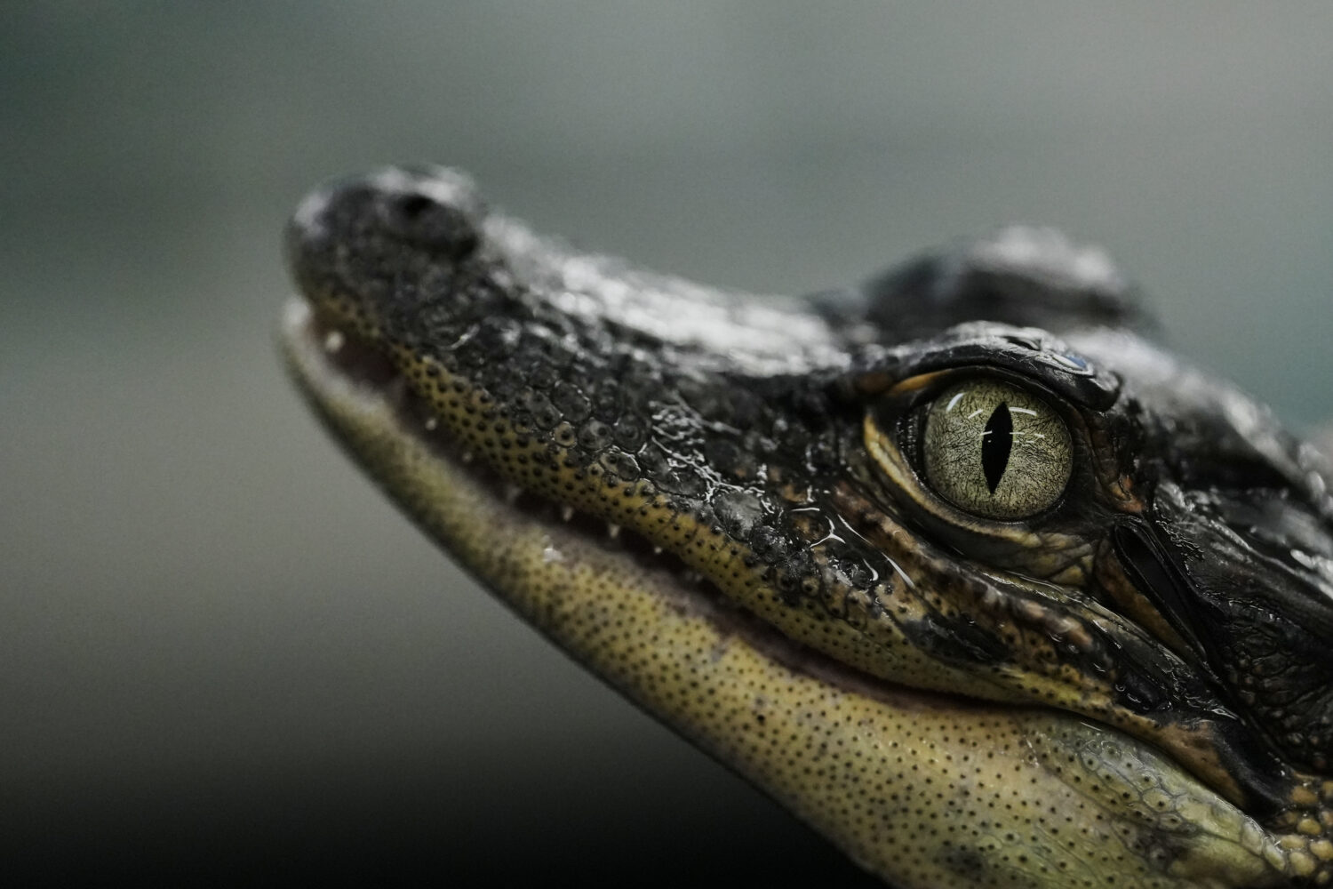 A baby alligator is held Tuesday, Jan. 20, 2026, at Rockefeller Wildlife Refuge in Grand Chenier, L...
