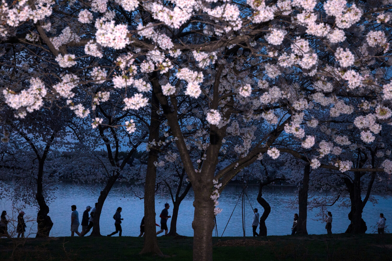People walk among the cherry blossom trees along the tidal basin on the National Mall on Thursday, ...