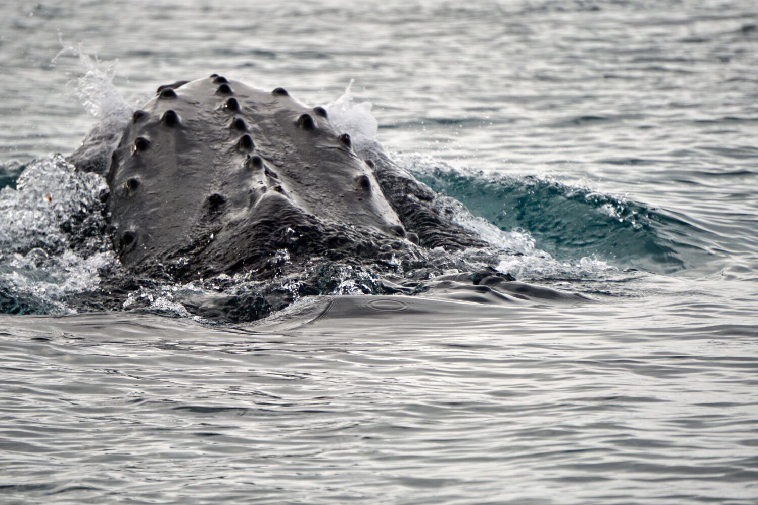 This photo provided by the Woods Hole Oceanographic Institution shows a whale off the West Antarcti...