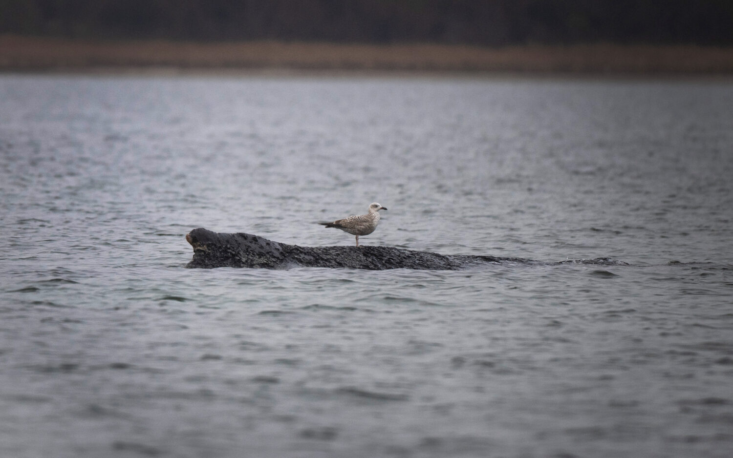 A whale lies on a sandbank in the Bay of Wismar, Germany, Saturday, March 28, 2026. (Philip Dulian/...