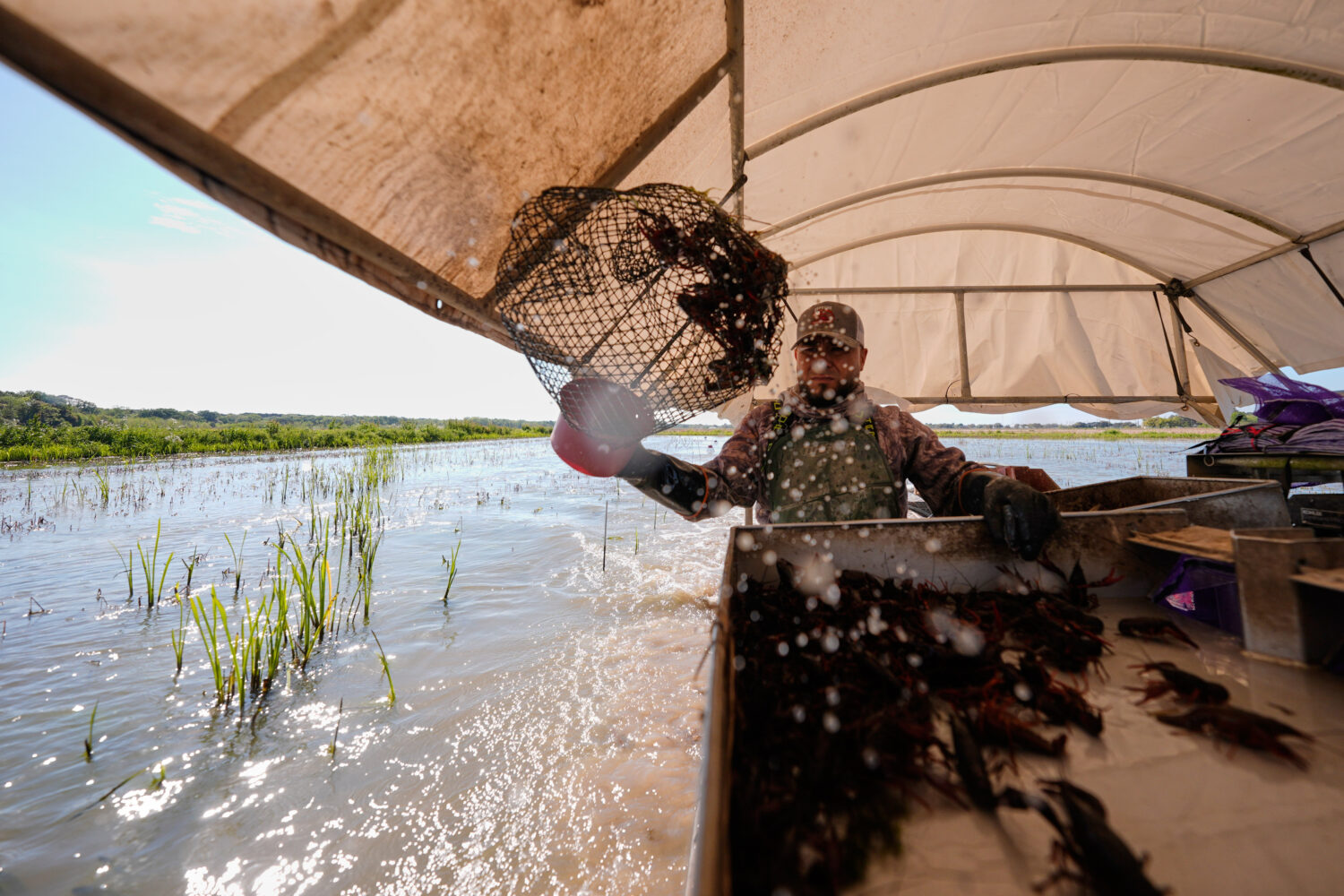 Juan Antonio harvests crawfish traps in a crawfish pond in Crowley, La., Thursday, March 19, 2026. ...