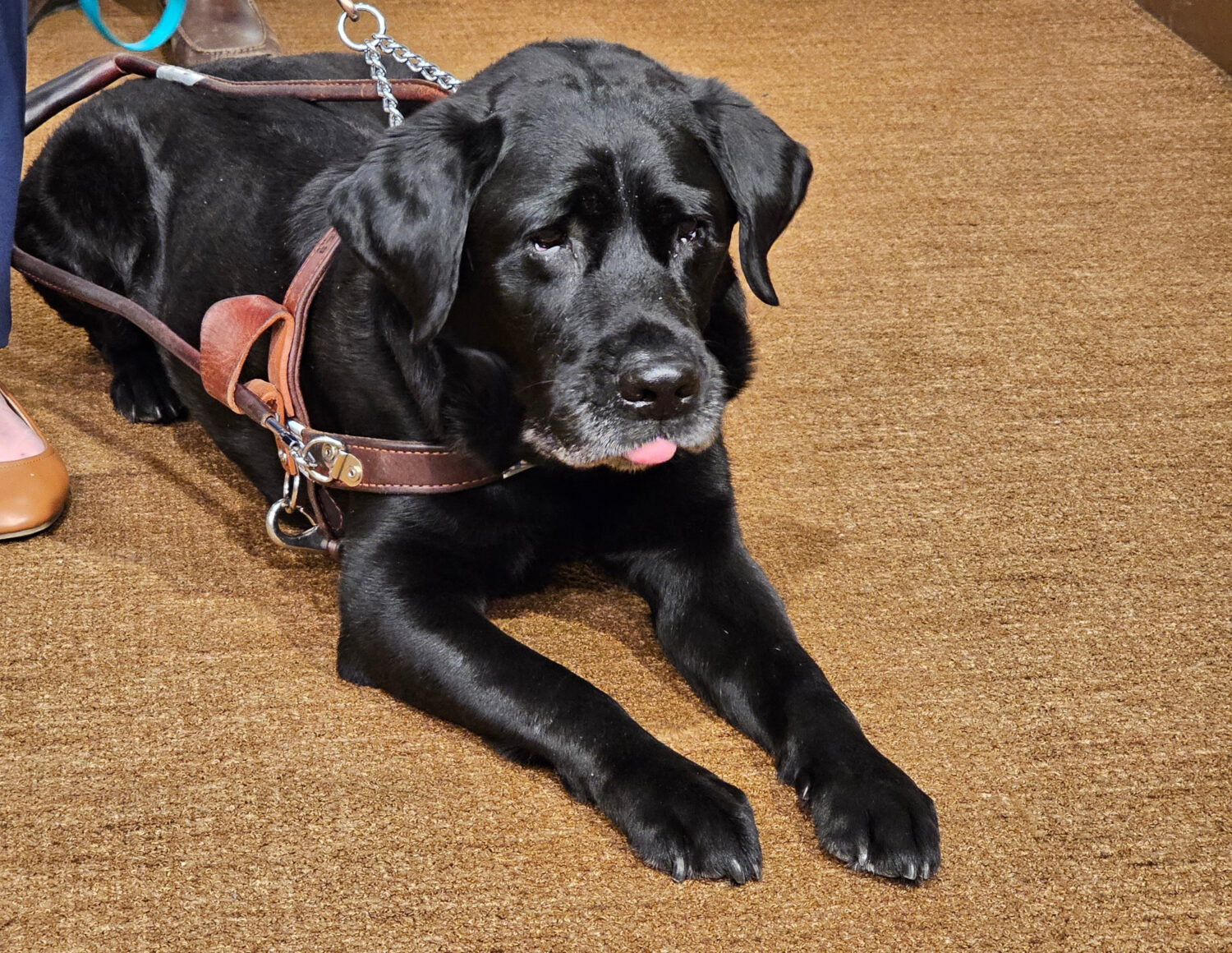 A service dog named Alfred, who belongs to college student Tori Andres, attends a news conference a...