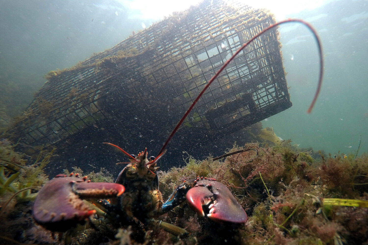FILE - A lobster guards its territory in front of a trap on Sept. 3, 2018, near Biddeford, Maine. (...