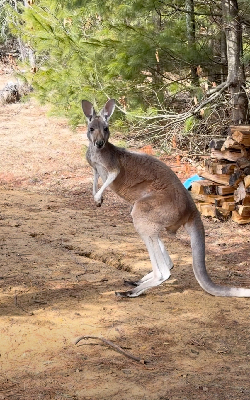 This image made from video provided by Debbie Marland shows Chesney the kangaroo near Sunshine Farm...